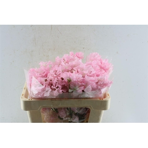 Lathyr Od First Lady