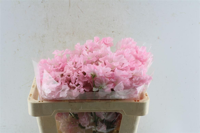 <h4>Lathyr Od First Lady</h4>