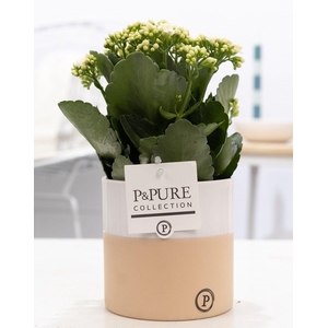 Kalanchoe white in P&PURE Rosy ceramics