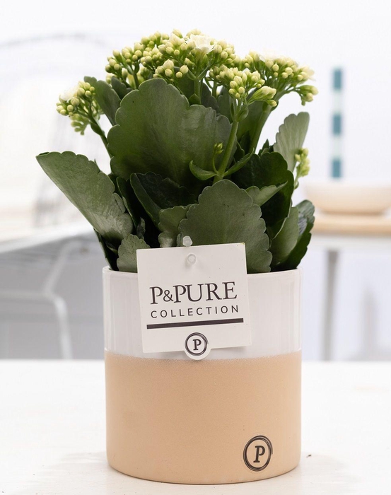 <h4>Kalanchoe white in P&PURE Rosy ceramics</h4>
