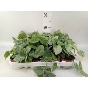 Scindapsus pictus 'Silvery Ann'