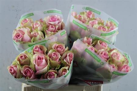 <h4>R Gr Belle Rose</h4>