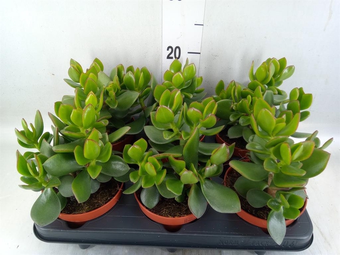 <h4>Crassula  'Hulk'</h4>