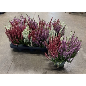 Calluna vulgaris 3 kolory 12Ø 30cm