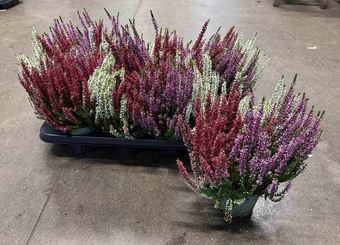 Calluna vulgaris 3 kolory 12Ø 30cm