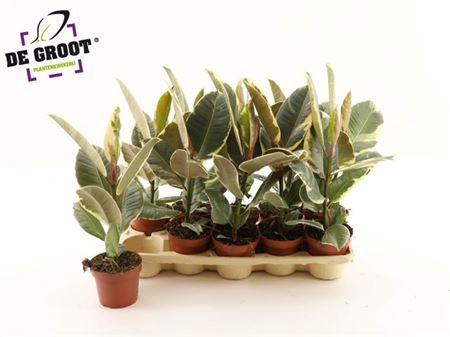 <h4>Fic El Tineke</h4>