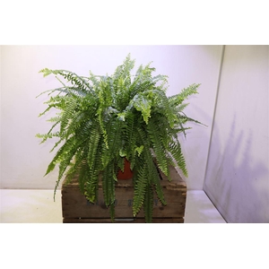 arr8 Nephr Ex Green Lady