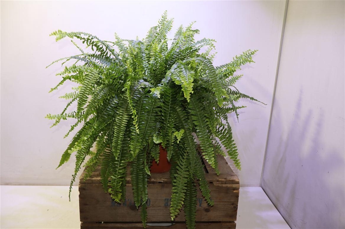 <h4>arr8 Nephr Ex Green Lady</h4>