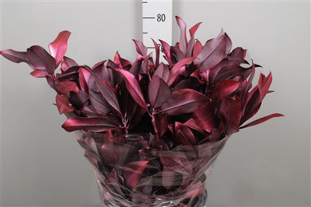 <h4>Magnolia Painted Bordeaux</h4>