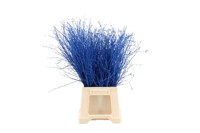 <h4>Berk ( Birch ) Blue</h4>
