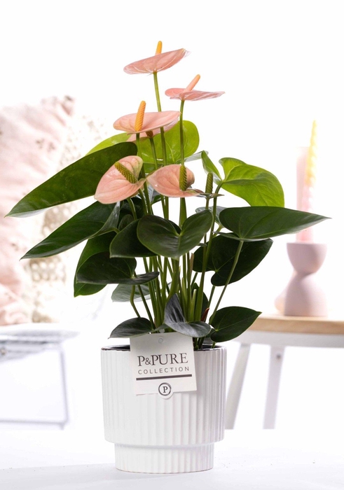 <h4>Anthurium pink (Spirit) in P&PURE Ivy ceramics shiny white</h4>