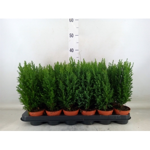 Chamaecyparis laws. 'Ellwoodii'