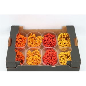 Sier Sorbusbes Mixed X8
