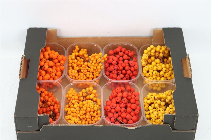 <h4>Sier Sorbusbes Mixed X8</h4>
