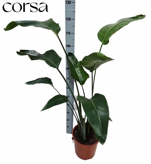 <h4>STRELITZIA NICOLAI</h4>