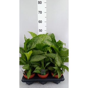 Dieffenbachia  'Memoria Corsii'