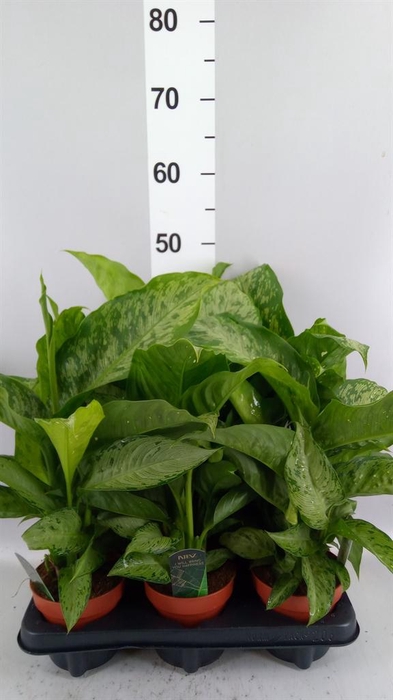 <h4>Dieffenbachia  'Memoria Corsii'</h4>