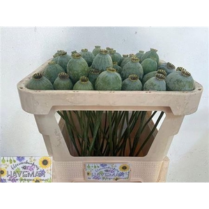 Papaver Som Zd Medium