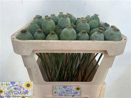 <h4>Papaver Som Zd Medium</h4>