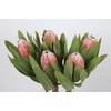 Protea Pink Lady