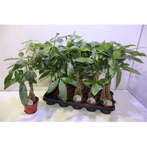 Pachira Aquatica