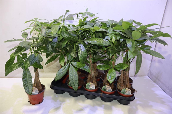 <h4>Pachira Aquatica</h4>