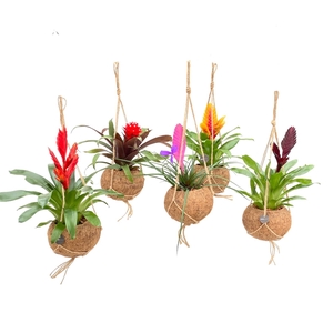 BROMELIA GEM
