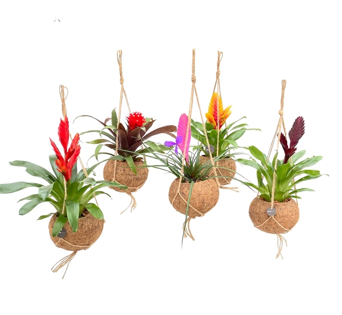 <h4>BROMELIA GEM</h4>