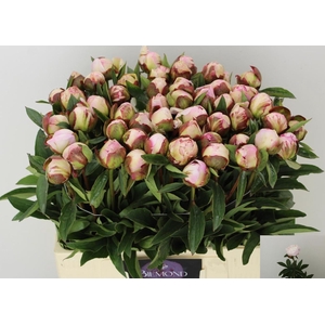 PAEO L GARDENIA