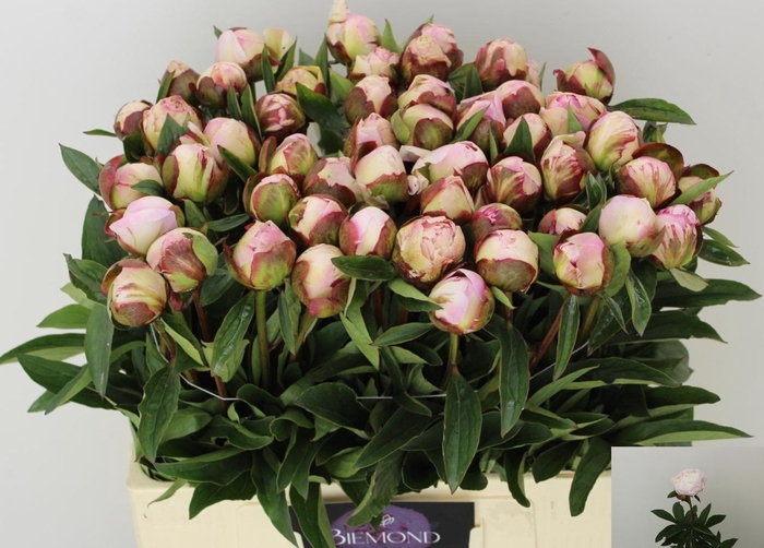 <h4>PAEO L GARDENIA</h4>