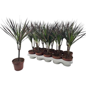 Dracaena marg. Magenta