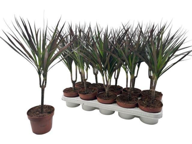 <h4>Dracaena marg. Magenta</h4>