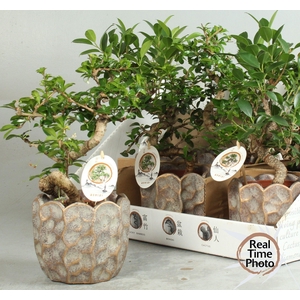 BONSAI GEM