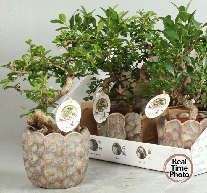<h4>BONSAI GEM</h4>