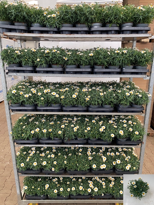 <h4>ARG MO DUPLO WHITE</h4>