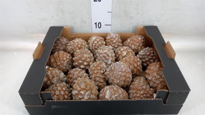 <h4>Decoratieve materialen   ...H%</h4>