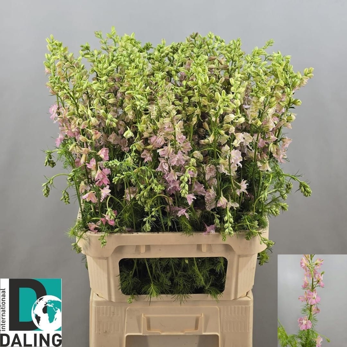 <h4>CONS RE Q LIGHT PINK</h4>