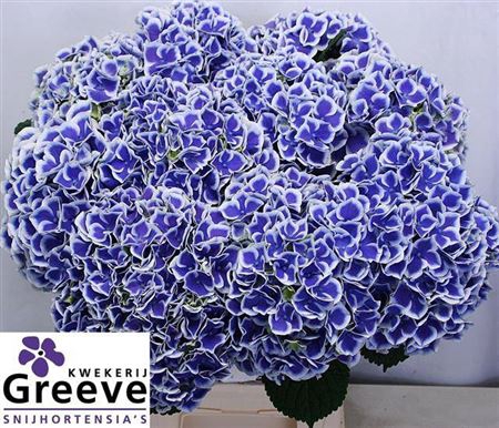 <h4>Hydr M Beau Dali 60cm</h4>