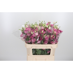Eust En Rose