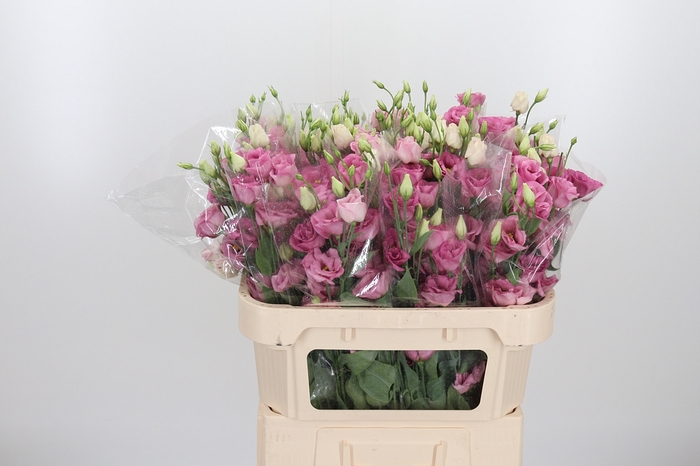 <h4>Eust En Rose</h4>