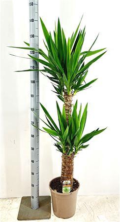 <h4>Yucca</h4>