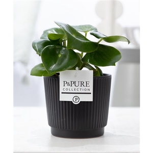 Peperomia Raindrop in P&PURE Liv ceramics matt black