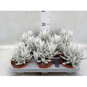 Senecio   ...