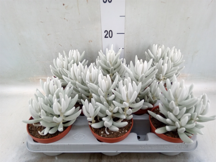 <h4>Senecio   ...</h4>