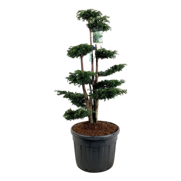 <h4>Taxus b. 'Dovastoniana'</h4>