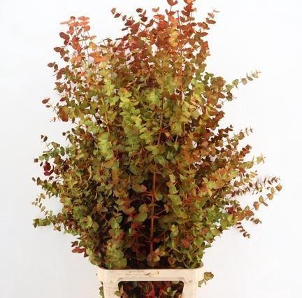 <h4>EUCALYP KLB BS H%</h4>
