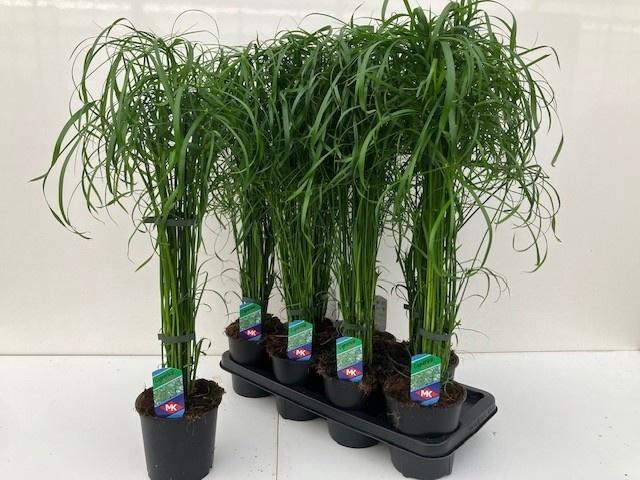 <h4>CYPER ALTERNIFOLIUS</h4>