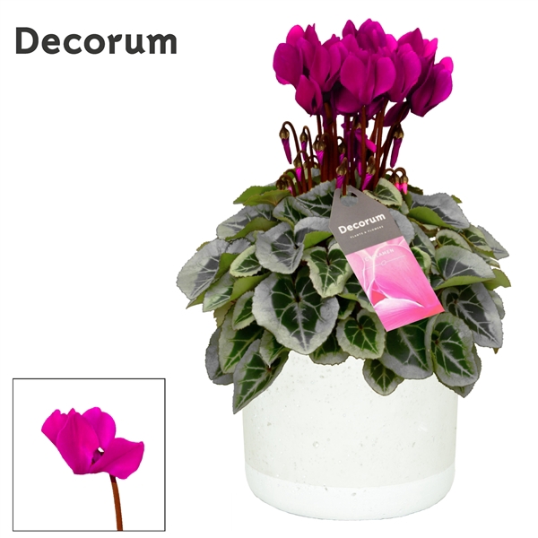 <h4>Cyclamen SS Picasso Paars in Jade Decorum</h4>