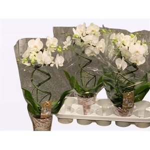 Phalaenopsis Twister White 12Ø 50cm 2st 20fl