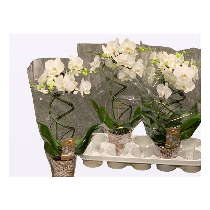 <h4>Phalaenopsis Twister White 12Ø 50cm 2st 20fl</h4>